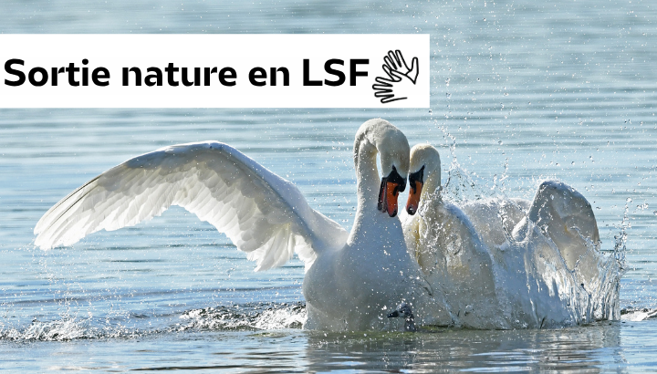 Des sorties ornithologiques en LSF :  nouvelles dates pour la rentrée 2026 !